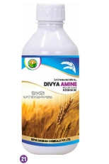 DIVYA AMINE 